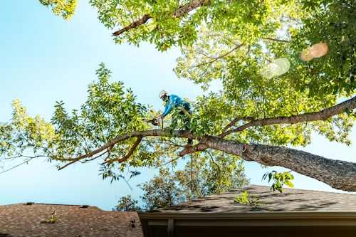 Tree Trimming Services Highlighted for Burtonsville Homeowners Ahead of Spring