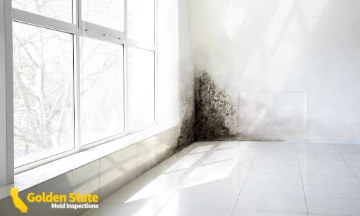 What Time of Year Is Worst for Mold?