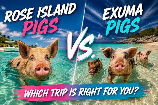 Rose Island Pigs vs. Exuma Pigs: Which Trip Is Right for You?
