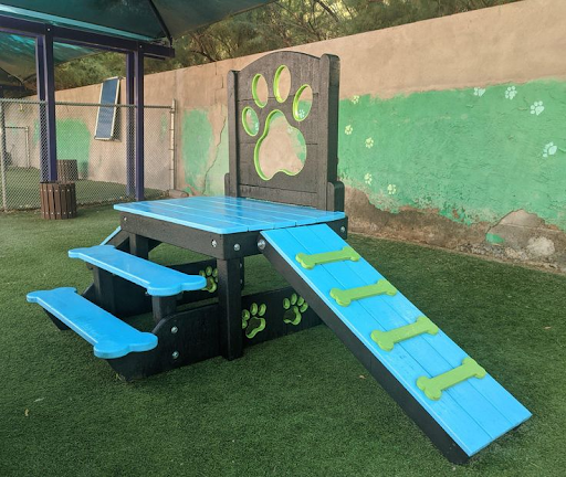 Why the Dog Play Equipment in Your Facility Affects Retention, Reviews, and Revenue